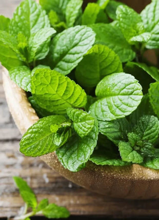 Peppermint – 100 Seeds