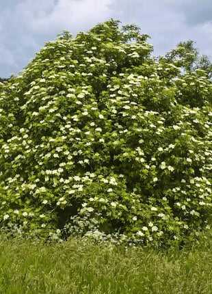 American Black Elderberry – 50 Seeds