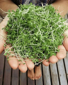 Wasabi Spicy Mustard Microgreen – 10 grams
