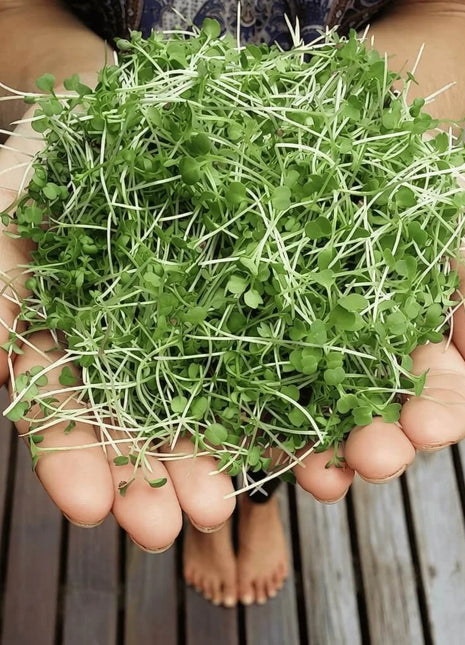 Wasabi Spicy Mustard Microgreen – 10 grams