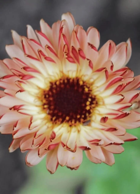 Sunset Buff Calendula – 50 Seeds