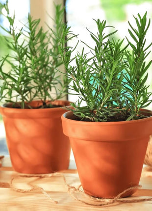 Rosemary – 50 Seeds