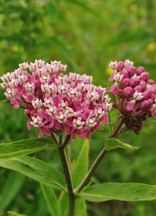 Swamp Milkweed – 50 Seeds