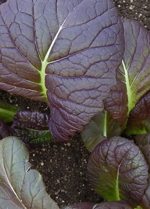 Osaka Purple Mustard – 100 Seeds