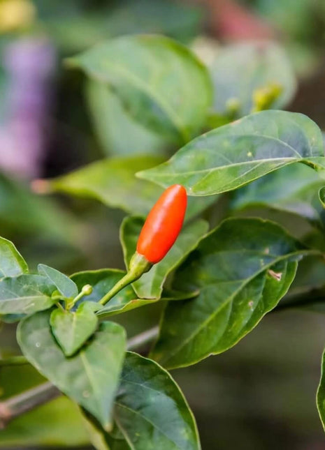 Tabasco Pepper – 50 Seeds