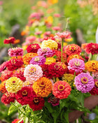 Cut & Come Again Zinnia – 50 Seeds
