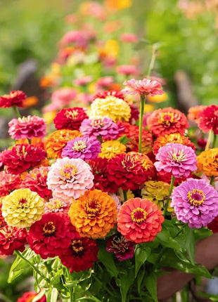 Cut & Come Again Zinnia – 50 Seeds