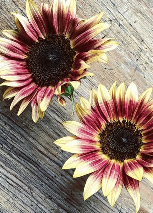 Strawberry Blonde Sunflower – 25 Seeds