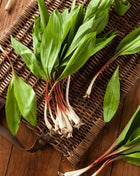 Wild Leek (Ramps) – 10 Seeds
