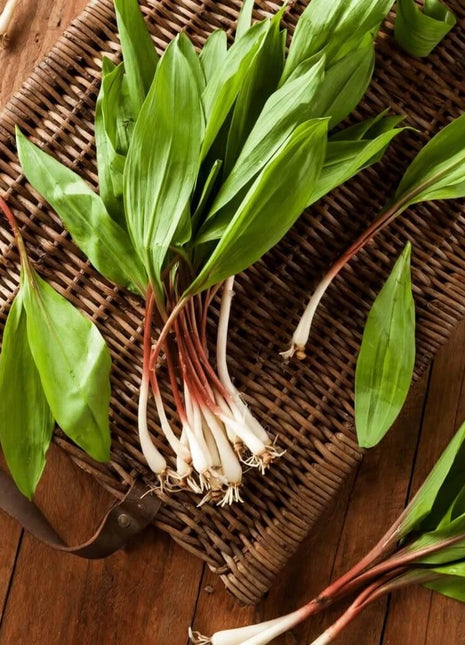 Wild Leek (Ramps) – 10 Seeds