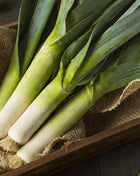 Giant Musselburgh Leek – 200 Seeds