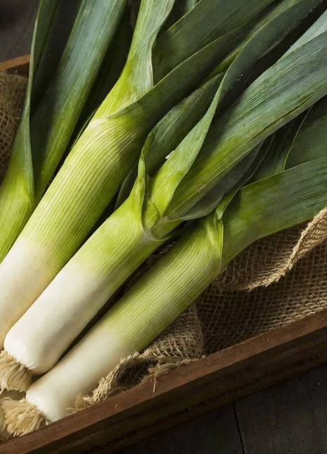 Giant Musselburgh Leek – 200 Seeds