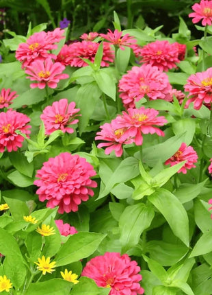 Coral Zinnia – 100 Seeds