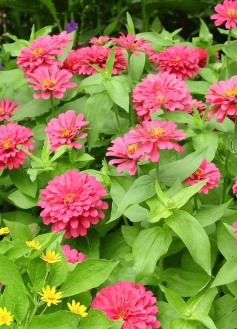 Coral Zinnia – 100 Seeds
