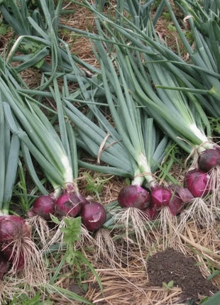 Red Burgundy Onion – 200 Seeds