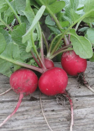 Cherry Belle Radish – 250 Seeds