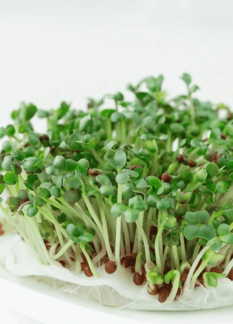 Wasabi Spicy Mustard Microgreen – 10 grams