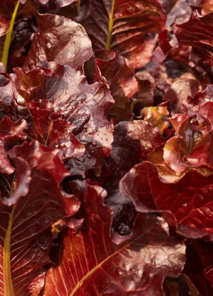 Salad Bowl Red Lettuce – 500 Seeds