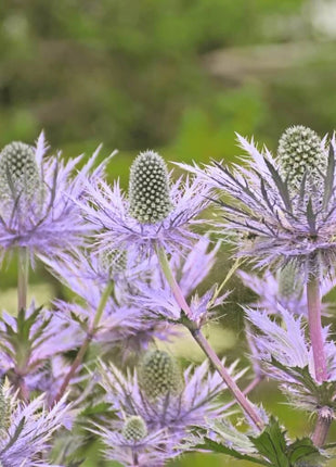 Alpine Sea Holly – 25 Seeds
