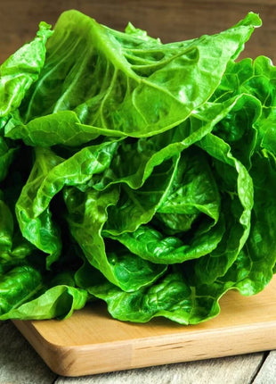 Parris Island Cos Lettuce – 500 Seeds