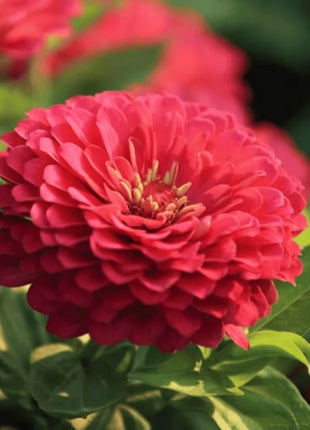 Coral Zinnia – 100 Seeds