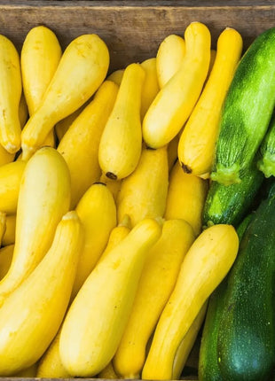 Early Prolific Straightneck Squash – 25 Seeds