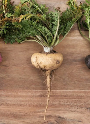 Maca – 25 Seeds