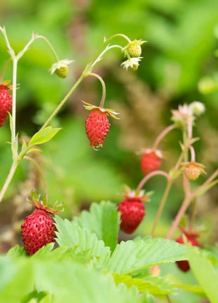 Wild Red Strawberry – 200 Seeds
