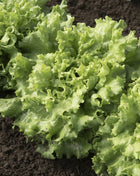 Green Ice Lettuce – 500 Seeds