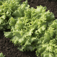 Collection image for: Lettuce