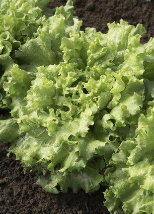 Green Ice Lettuce – 500 Seeds
