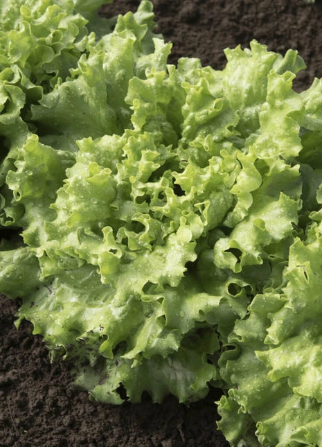 Green Ice Lettuce – 500 Seeds