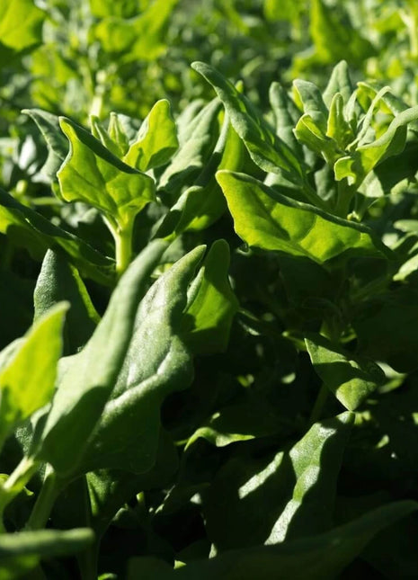New Zealand Spinach – 30 Seeds