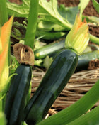 Black Beauty Summer Zucchini Squash – 25 Seeds