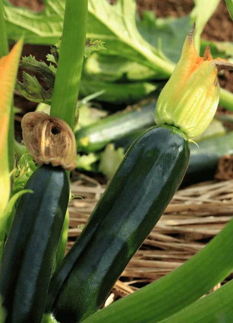 Black Beauty Summer Zucchini Squash – 25 Seeds