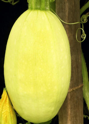 Spaghetti Winter Squash – 20 Seeds