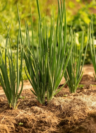 Evergreen Bunching Onion – 200 Seeds