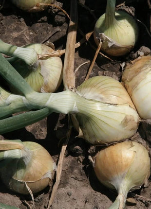 Walla Walla Onion – 200 Seeds