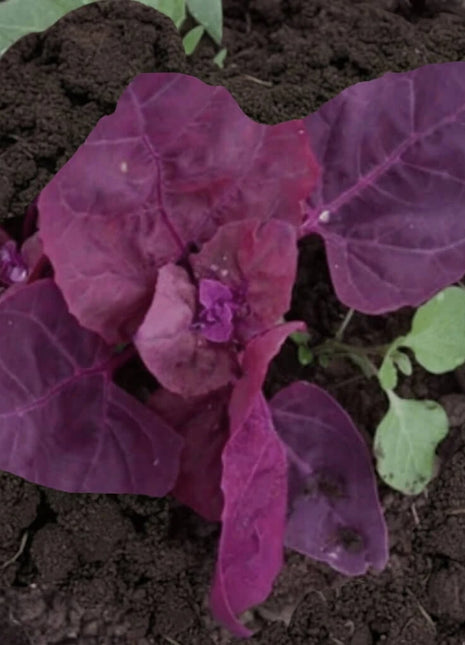 Red Plume Orach – 25 Seeds