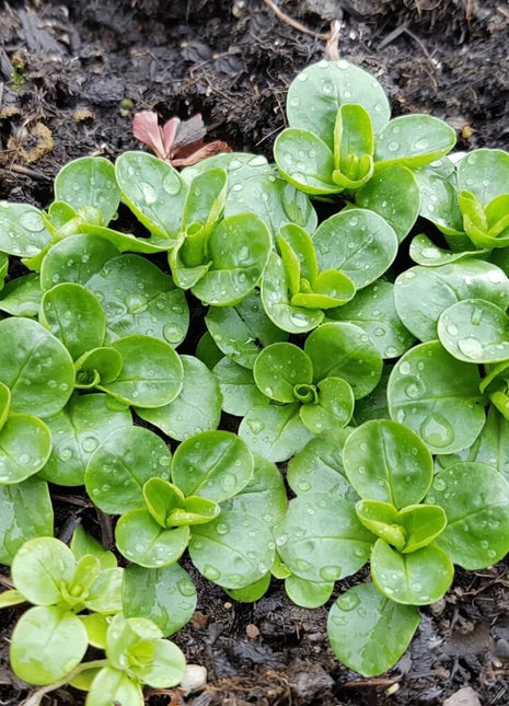 Corn Salad – 100 Seeds