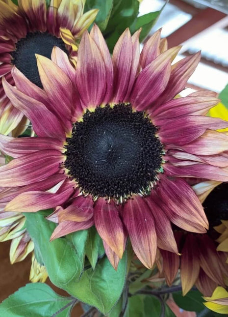 Strawberry Blonde Sunflower – 25 Seeds