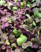 Confetti Radish Microgreen – 10 grams