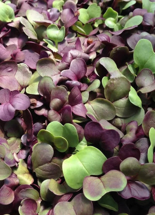 Confetti Radish Microgreen – 10 grams