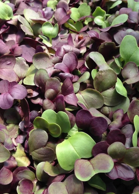 Confetti Radish Microgreen – 10 grams