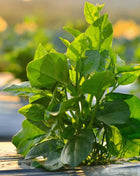 Malabar Green Spinach – 100 Seeds