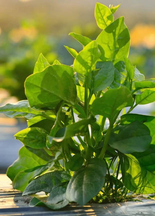 Malabar Green Spinach – 100 Seeds