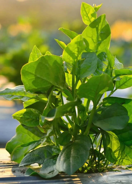 Malabar Green Spinach – 100 Seeds