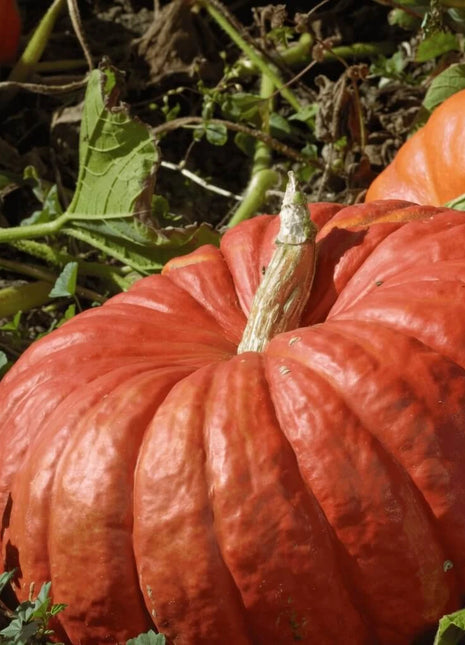 Cinderella Pumpkin – 10 Seeds