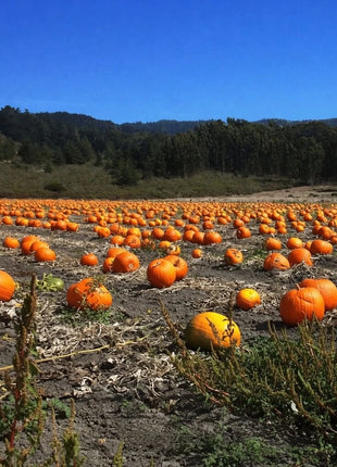 Jack O Lantern Pumpkin – 20 Seeds