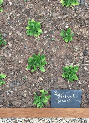 New Zealand Spinach – 30 Seeds